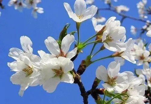 又是一年梨花开｜2026年巴彦淖尔市梨花文化旅游系列活动预告